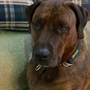 Meet your Posher, Barb